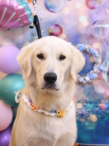 20240809レオくん